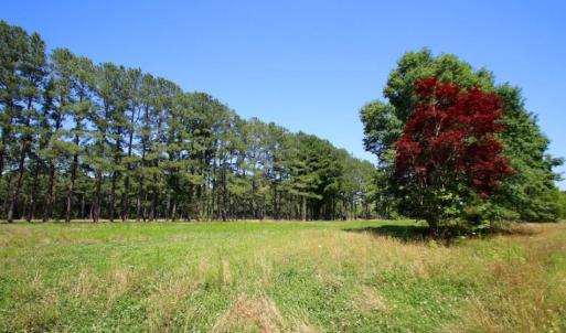 Photo of UNDER CONTRACT!  103 Acres of Hunting and Timber Land for Sale in Accomack County VA!
