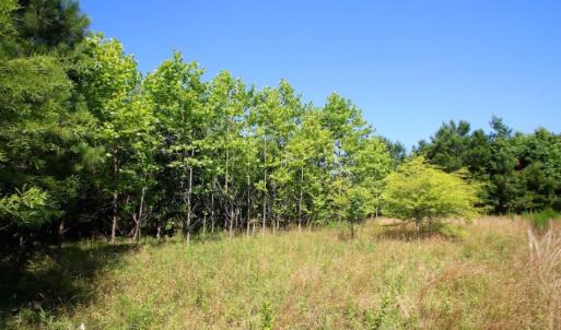 Photo of UNDER CONTRACT!  103 Acres of Hunting and Timber Land for Sale in Accomack County VA!