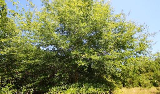 Photo of UNDER CONTRACT!  103 Acres of Hunting and Timber Land for Sale in Accomack County VA!