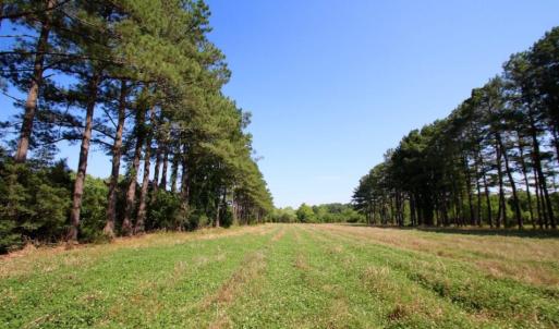 Photo of UNDER CONTRACT!  103 Acres of Hunting and Timber Land for Sale in Accomack County VA!