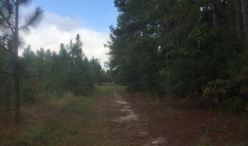 Photo of UNDER CONTRACT!  215 Acres of Prime Hunting Land For Sale in Robeson County NC!