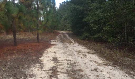 Photo of UNDER CONTRACT!  215 Acres of Prime Hunting Land For Sale in Robeson County NC!