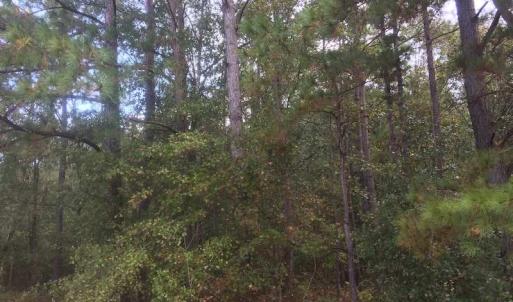 Photo of UNDER CONTRACT!  215 Acres of Prime Hunting Land For Sale in Robeson County NC!