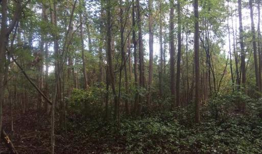 Photo of UNDER CONTRACT!  215 Acres of Prime Hunting Land For Sale in Robeson County NC!