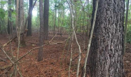 Photo of UNDER CONTRACT!  215 Acres of Prime Hunting Land For Sale in Robeson County NC!