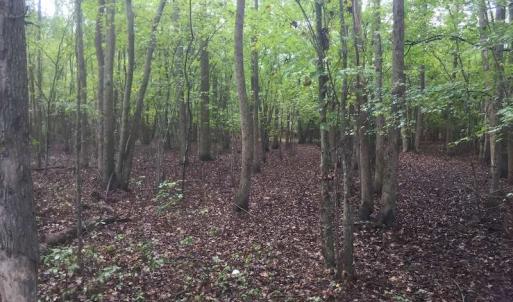 Photo of UNDER CONTRACT!  215 Acres of Prime Hunting Land For Sale in Robeson County NC!