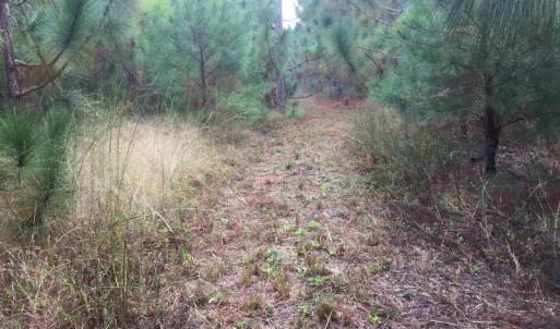 Photo of UNDER CONTRACT!  215 Acres of Prime Hunting Land For Sale in Robeson County NC!