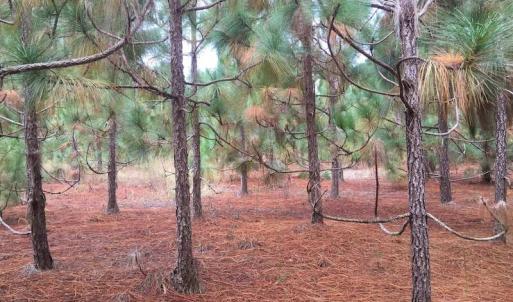 Photo of UNDER CONTRACT!  215 Acres of Prime Hunting Land For Sale in Robeson County NC!