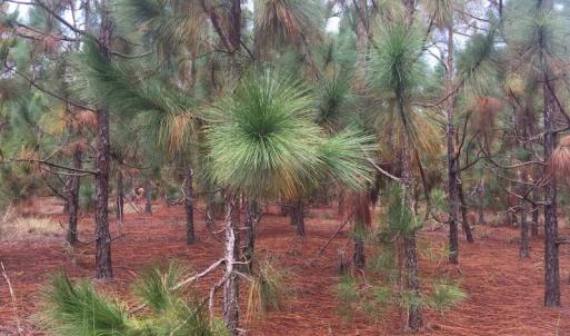 Photo of UNDER CONTRACT!  215 Acres of Prime Hunting Land For Sale in Robeson County NC!
