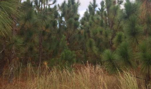 Photo of UNDER CONTRACT!  215 Acres of Prime Hunting Land For Sale in Robeson County NC!