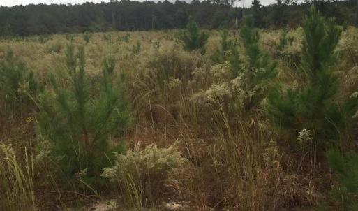 Photo of UNDER CONTRACT!  215 Acres of Prime Hunting Land For Sale in Robeson County NC!