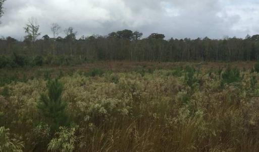 Photo of UNDER CONTRACT!  215 Acres of Prime Hunting Land For Sale in Robeson County NC!