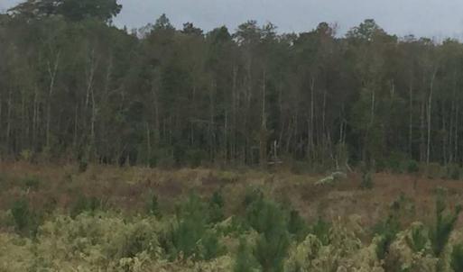 Photo of UNDER CONTRACT!  215 Acres of Prime Hunting Land For Sale in Robeson County NC!