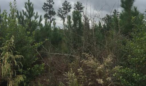 Photo of UNDER CONTRACT!  215 Acres of Prime Hunting Land For Sale in Robeson County NC!