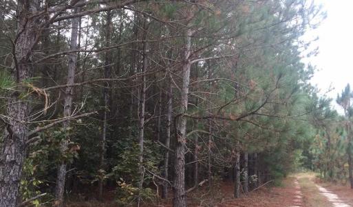 Photo of UNDER CONTRACT!  215 Acres of Prime Hunting Land For Sale in Robeson County NC!