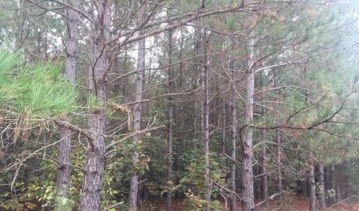 Photo of UNDER CONTRACT!  215 Acres of Prime Hunting Land For Sale in Robeson County NC!