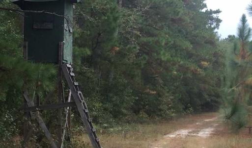 Photo of UNDER CONTRACT!  215 Acres of Prime Hunting Land For Sale in Robeson County NC!