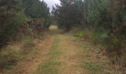 Photo of UNDER CONTRACT!  215 Acres of Prime Hunting Land For Sale in Robeson County NC!