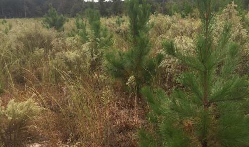 Photo of UNDER CONTRACT!  215 Acres of Prime Hunting Land For Sale in Robeson County NC!