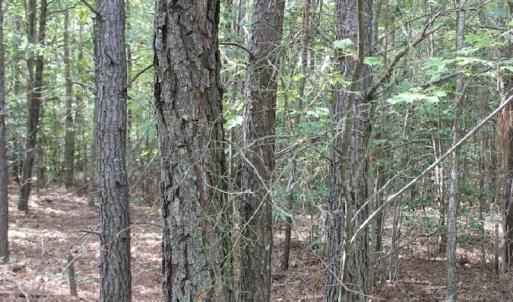Photo of UNDER CONTRACT!  29 Acres of Residential Farm and Hunting Land For Sale in King and Queen County VA!