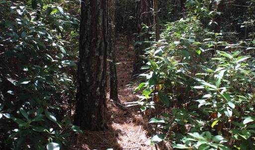 Photo of UNDER CONTRACT!  29 Acres of Residential Farm and Hunting Land For Sale in King and Queen County VA!