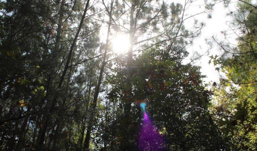 Photo of UNDER CONTRACT!  29 Acres of Residential Farm and Hunting Land For Sale in King and Queen County VA!