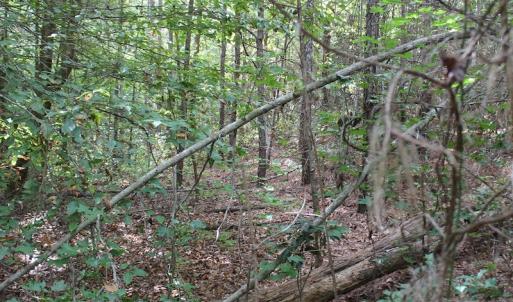 Photo of UNDER CONTRACT!  29 Acres of Residential Farm and Hunting Land For Sale in King and Queen County VA!