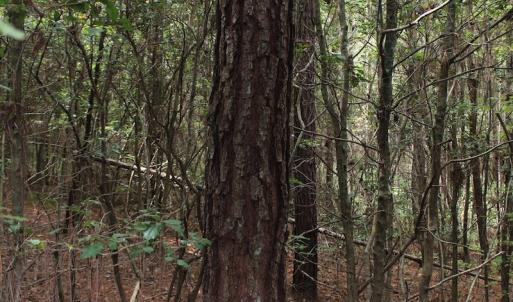 Photo of UNDER CONTRACT!  29 Acres of Residential Farm and Hunting Land For Sale in King and Queen County VA!