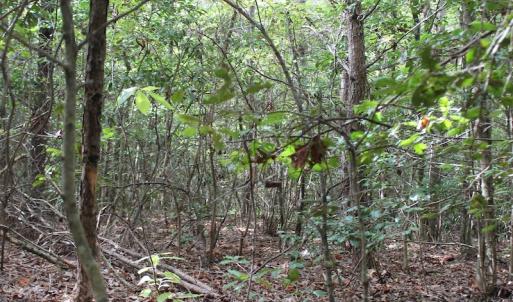 Photo of UNDER CONTRACT!  29 Acres of Residential Farm and Hunting Land For Sale in King and Queen County VA!