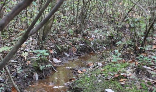 Photo of UNDER CONTRACT!  29 Acres of Residential Farm and Hunting Land For Sale in King and Queen County VA!