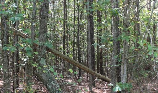 Photo of UNDER CONTRACT!  29 Acres of Residential Farm and Hunting Land For Sale in King and Queen County VA!