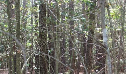 Photo of UNDER CONTRACT!  29 Acres of Residential Farm and Hunting Land For Sale in King and Queen County VA!