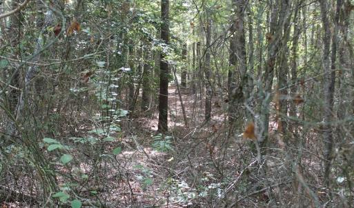 Photo of UNDER CONTRACT!  29 Acres of Residential Farm and Hunting Land For Sale in King and Queen County VA!