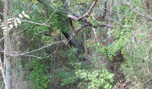 Photo of UNDER CONTRACT!  29 Acres of Residential Farm and Hunting Land For Sale in King and Queen County VA!