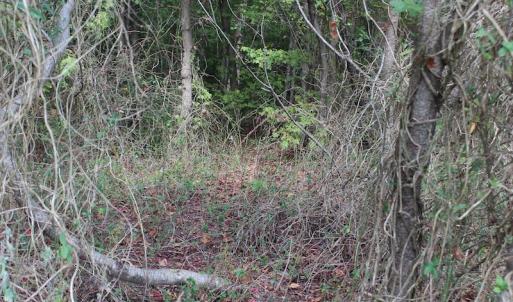 Photo of UNDER CONTRACT!  29 Acres of Residential Farm and Hunting Land For Sale in King and Queen County VA!