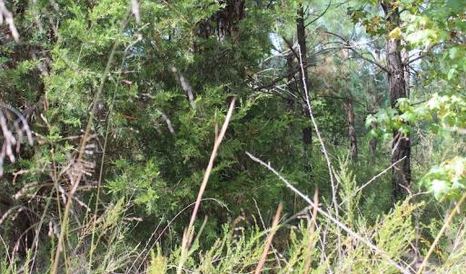 Photo of UNDER CONTRACT!  29 Acres of Residential Farm and Hunting Land For Sale in King and Queen County VA!