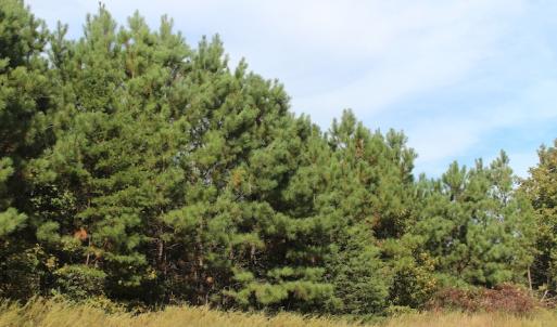 Photo of UNDER CONTRACT!  29 Acres of Residential Farm and Hunting Land For Sale in King and Queen County VA!