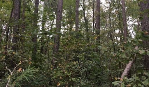 Photo of UNDER CONTRACT!  3.6 Acres of Recreational Timber Land For Sale in Robeson County NC!