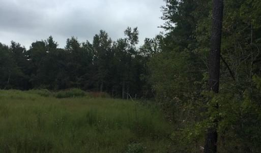 Photo of UNDER CONTRACT!  3.6 Acres of Recreational Timber Land For Sale in Robeson County NC!