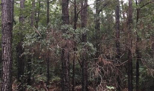 Photo of UNDER CONTRACT!  3.6 Acres of Recreational Timber Land For Sale in Robeson County NC!