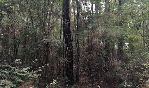 Photo of UNDER CONTRACT!  3.6 Acres of Recreational Timber Land For Sale in Robeson County NC!