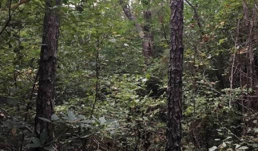 Photo of UNDER CONTRACT!  3.6 Acres of Recreational Timber Land For Sale in Robeson County NC!