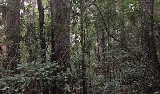 Photo of UNDER CONTRACT!  3.6 Acres of Recreational Timber Land For Sale in Robeson County NC!