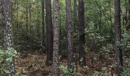 Photo of SOLD!  1 +/- Acres of Recreational Land for Sale in Robeson County NC!