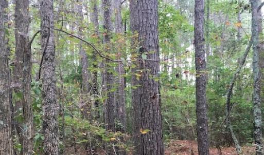 Photo of SOLD!  1 +/- Acres of Recreational Land for Sale in Robeson County NC!
