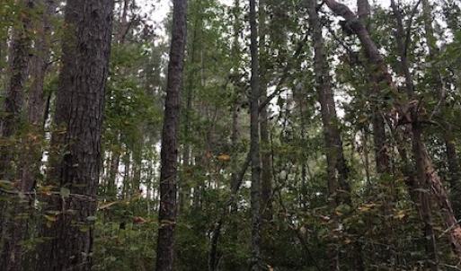 Photo of SOLD!  1 +/- Acres of Recreational Land for Sale in Robeson County NC!