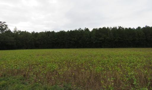 Photo of UNDER CONTRACT!  61.19 Acres of Farm and Timber Land For Sale in Columbus County NC!