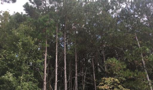 Photo of UNDER CONTRACT!  19.26 Acres of Residential Hunting Land For Sale in Robeson County NC!