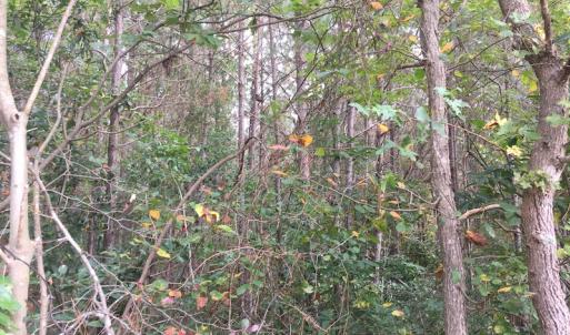 Photo of UNDER CONTRACT!  19.26 Acres of Residential Hunting Land For Sale in Robeson County NC!