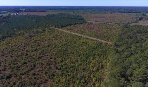 Photo of UNDER CONTRACT!  37.5 Acres of Hunting Land For Sale in Hertford County NC!